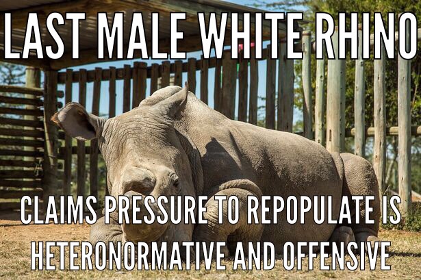 heteronormative-rhino
